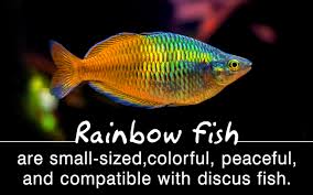 Fish That Can Be Tank Mates With Your Not So Social Discus Fish
