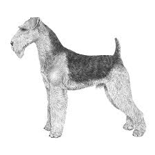 Most importantly share the joy and beauty of the breed. Airedale Terriers Dog Breed Info Photos Common Names And More Embarkvet