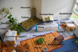 Einrichtung Spielzeug Kaninchenwiese Kaninchenratgeber Zur Haltung Ernahrung Kaninchen Kaninchen Spielzeug Kaninchengehege