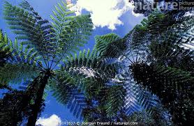 Image result for Cyatheaceae