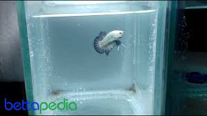 Ikan cupang jenis plakat ini adalah ikan cupang yang paling sering dipelihara karena mempunyai keunikan yang sangat disukai. Ikan Cupang Plakat Black Dragon Betta Fish Youtube