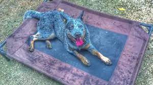We did not find results for: 8 Month Old Blue Heeler Ava Tallahassee Dog Trainers Best Dog Trainers Youtube