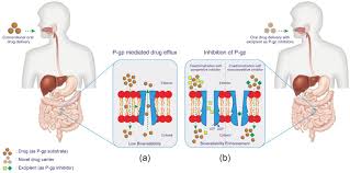 Image result for P-Glycoprotein