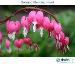Growing Bleeding Heart Best Perennials For Shade Bleeding Heart Flower Bleeding Heart