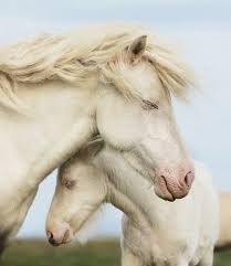 Observe The World Amor De Cavalo Cavalos Selvagens Lindos Filhotes