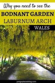 Why Bodnant Gardens Is A Must See Especially When The Bodnant Gardens Laburnum Arch Is In Bloom Wales Travel Travel Europe Travel