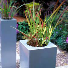 Japanese Blood Grass Care And Growing Guide