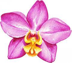 8 Unexpected Ways Orchid Cartoon Can Make Your Life Better Orchid Cartoon