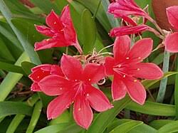 Image result for Cyrtanthus breviflorus