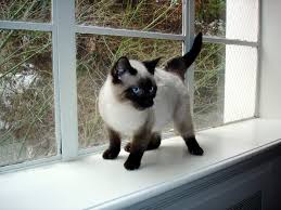 Here at midgard cattery we feel that showing our lines is a necessary step for the promotion of the breed and to ensure that our cats and kittens meet the breed standard, a cattery that does not show their cats is merely. Siamese Cat Obey Cat