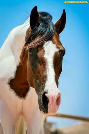 Black White And Brown Horses Beautiful Pin By Hc Prosch On Horse Soul Horses Cute Horses Beautiful Horses