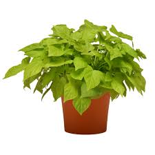 Image result for Ipomoea barteri