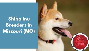 The shiba inu is a breed of dog native to japan. 15 Shiba Inu Breeders In Missouri Mo Shiba Inu Puppies For Sale Animalfate