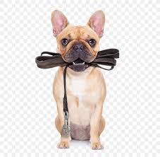 French bulldogs display strong unwillingness for training, making exercise stressful and frustrating for the them and the human at times. Puppy Pug Leash Dog Training Pet Sitting Png 550x800px Puppy Bulldog Carnivoran Collar Companion Dog Download