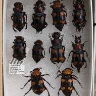 Maybe you would like to learn more about one of these? Xerces Blue Extinction