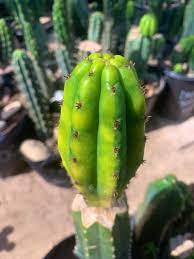 Sacred succulents