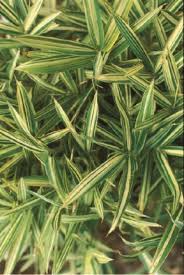 The attention to detail here is awesome, too. Best Bamboo Plants To Grow In Your Garden Garden Design