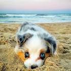 The Cutest Puppy in The World