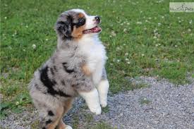 Only recently has akc accepted the miniature australian. Sage Miniature American Shepherd Puppy For Sale Near Battle Creek Michigan 62aa972b 5df1