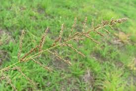 Image result for Sporobolus natalensis