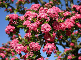 Echter Rotdorn Paul S Scarlet Crataegus Laevigata Paul S Scarlet Rotdorn Pflanzen Bepflanzung