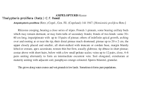 Image result for Ampelopteris prolifera