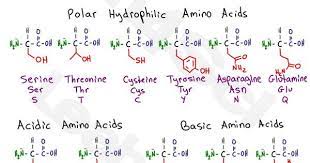 Amino Acid Chart Gallery Of Chart 2019