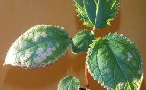 Image result for Girardinia diversifolia