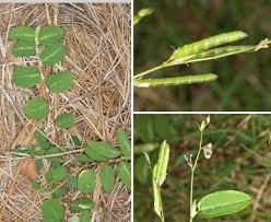 Image result for Alysicarpus