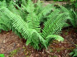 Image result for Dryopteris