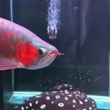 Silver arowana fish in the aquarium. 7 Arwana Ideas Aquarium Fish Freshwater Aquarium Fish Tank