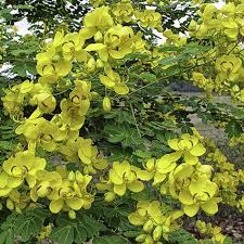 Image result for Cassia burttii