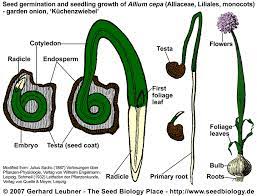 Seed Structure And Anatomy Seed Structure Biology Seeds
