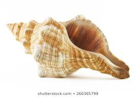 This information is personal to you and we urge you to never share that information with. Sea Shell Stock Photos Images Photography Shutterstock