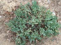 Image result for Hertia