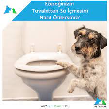 kopeginizin tuvaletten su icmesini nasil onlersiniz kopek evcil hayvanlar yavru kopek