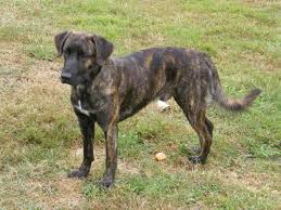 Brindle Dog Breeds Are Those Dogs That Have A Coloring Pattern On Their Coat This Pattern Is Often Described As Dog Breeds Scary Dogs American Pitbull Terrier