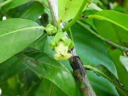 Image result for Diospyros squarrosa