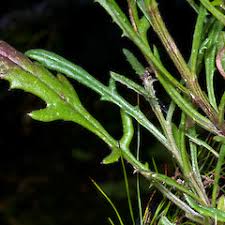 Image result for Senecio mariettae