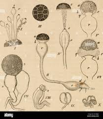 Image result for Rhabdophyllum welwitschii