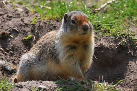 Need to know how to get rid of gophers? How To Get Rid Of Gophers Insteading