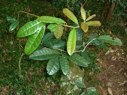 Image result for Acridocarpus natalitius
