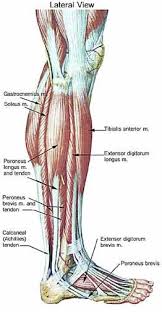 Leg Muscle And Tendon Diagram Google Search Muscle
