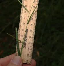 Image result for Eriochloa meyeriana