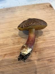 Image result for Xerocomellus diffractus