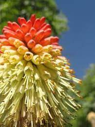 Maybe you would like to learn more about one of these? 43 Native Arizona Plants Ideas Arizona Plants Plants Arizona