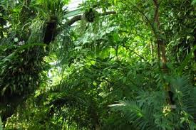 Die gewächshäuser sind wieder geöffnet! Botanischer Garten Bern Aktivitaten Freizeit Ch