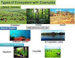 Types Of Ecosystems With Examples Ecosystems Terrestrial Ecosystems Ecosystem Activities