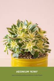 Green succulent with yellow flowers. Aeonium Kiwi Has Green And Yellow Rosettes With Pink Around The Edges It Has Yellow Blossoms In The Summer It Aeonium Kiwi Succulent Gardening Succulents