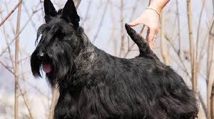 Image result for skotský teriér